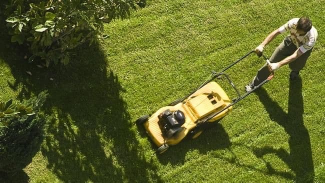 Lawn Maintenance
