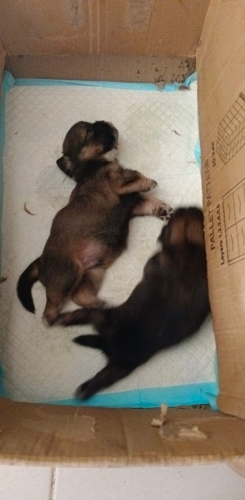 Comprehensive House Cleaning and Care Services