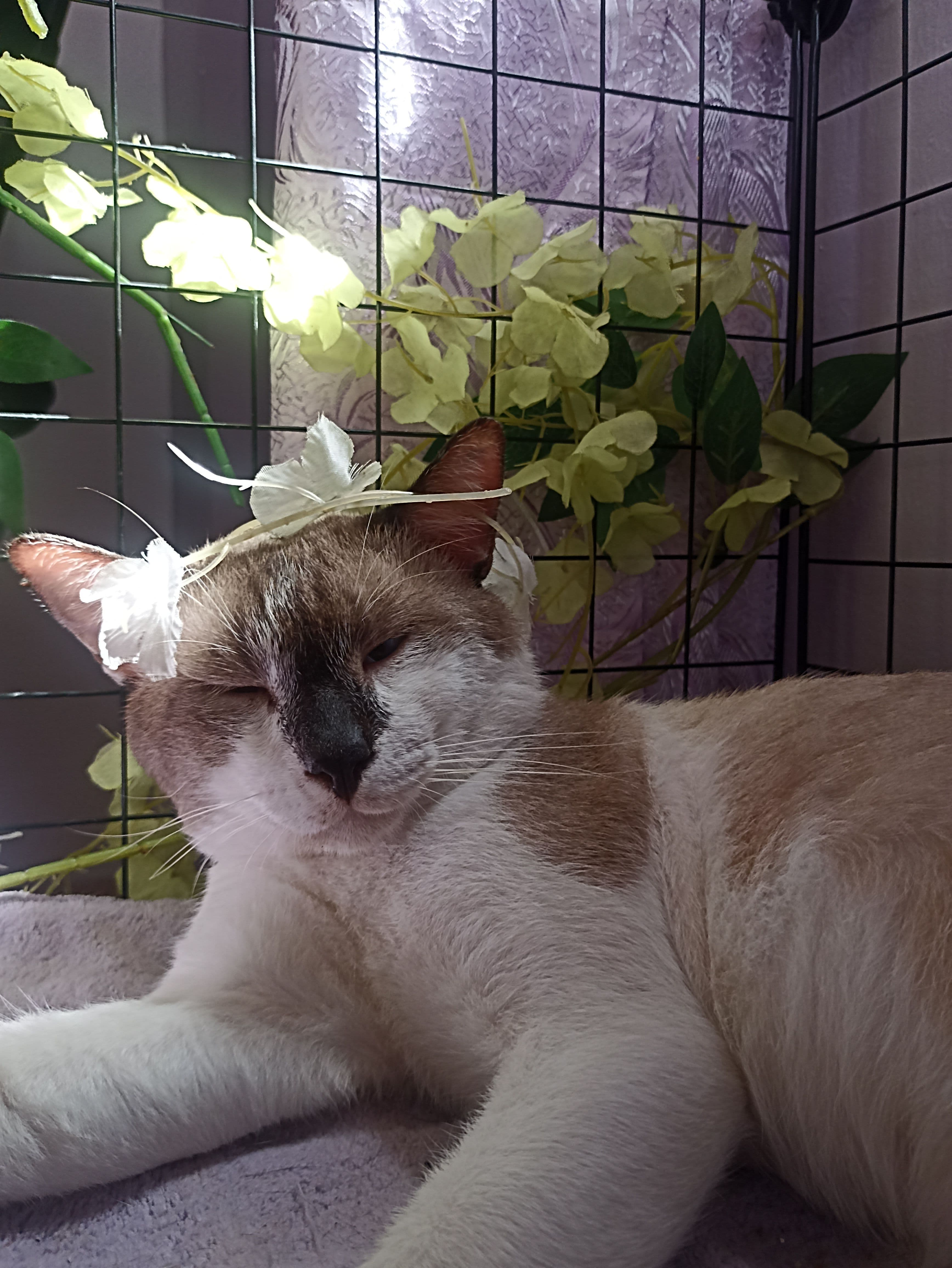 Professional Pet Sitting Services in Burol Dasmarinas